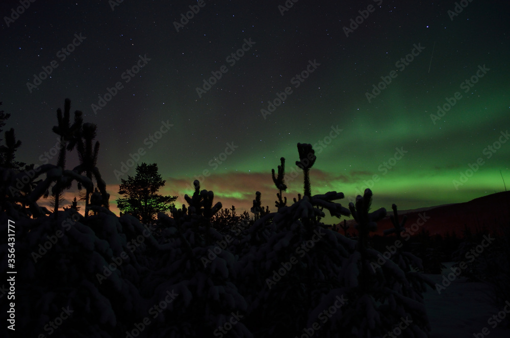 majestic aurora borealis dancing on night sky over spruce trees and field in the arctic circle