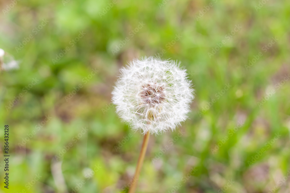 White dandelions in the green grass. The most common flowers in the world. Warm summer day. Air. Plants. Summer flowers. White dandelions in the green grass. The most common flowers in the world. Warm summer day. Air. Plants. Summer flowers.