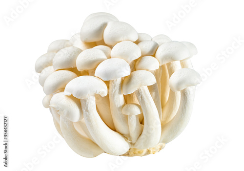 Fotografie, Tablou Shimeji, Fresh white bunapi mushrooms from Asia on white background