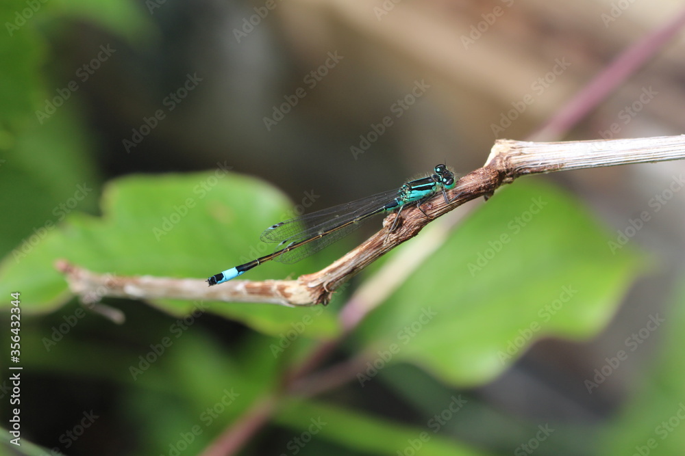 Ischnura elegans - Große Pechlibelle Ischnura elegans - Große Pechlibelle