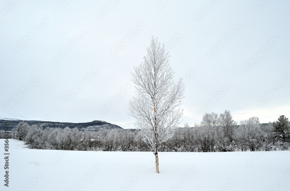 frost and rime covered birch tree frost and rime covered birch tree