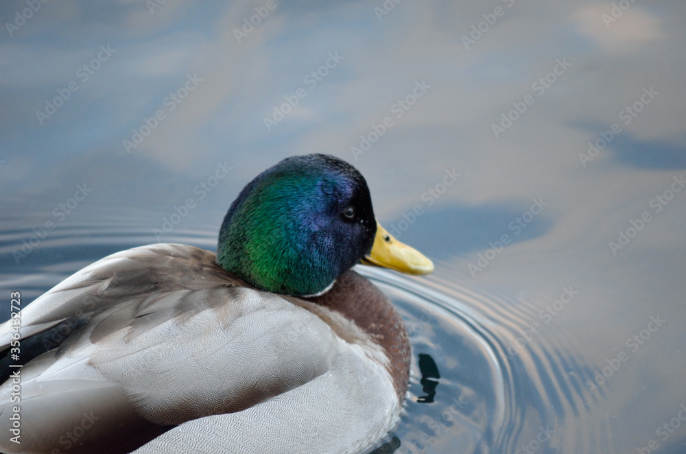 Fototapeta premium beautiful male mallard duck swimming in harbor in wintertime