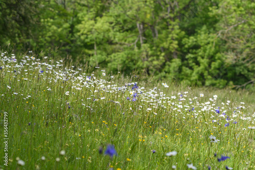 Wallpaper Mural Wild-Blumenwiese im Wald  mit Margeriten und Akeleien Torontodigital.ca