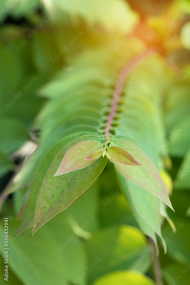 close up of green leaves close up of green leaves