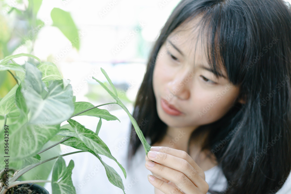 Asian woman admiring fresh green arrowhead vine plant (Syngonium podophyllum) in black pot for decoration with vintage tone, selective focus Asian woman admiring fresh green arrowhead vine plant (Syngonium podophyllum) in black pot for decoration with vintage tone, selective focus