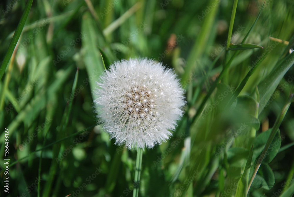 Innocent dandelion in free nature Innocent dandelion in free nature