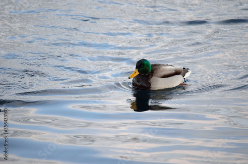 beautiful male mallard duck swimming in harbor in wintertime