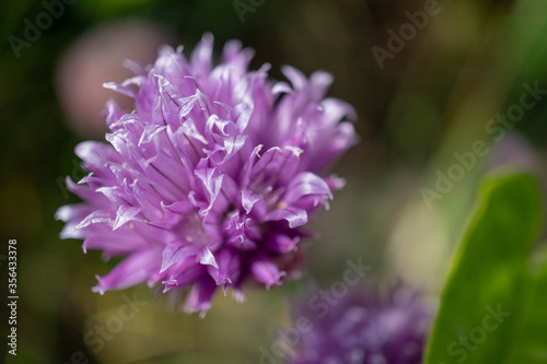 Close up macro image of purple chives flowers with a blurred out natural background