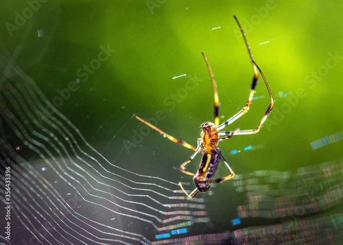 Golden Silk Spider at Cullinan Park in Sugarland, Texas!