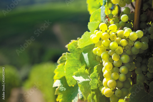 RAISIN EN ALSACE_SYLVANER photo