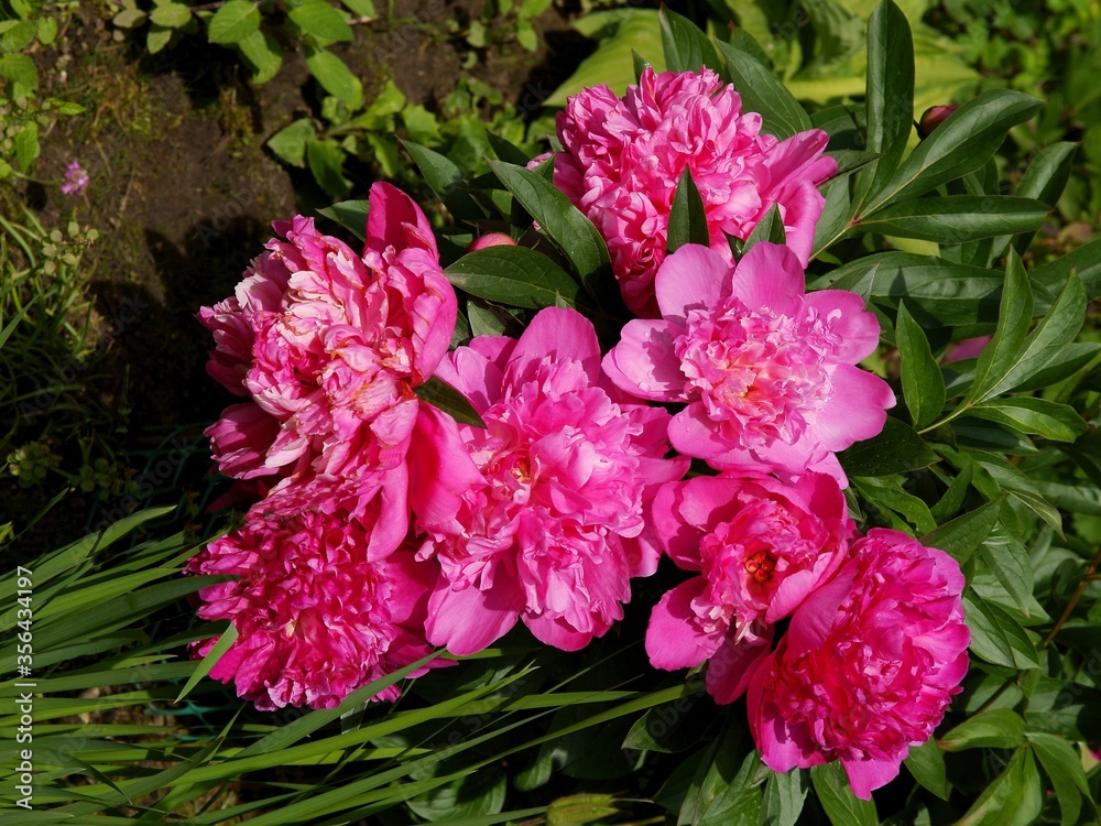 pretty fragrant flower of peony plant at spring pretty fragrant flower of peony plant at spring