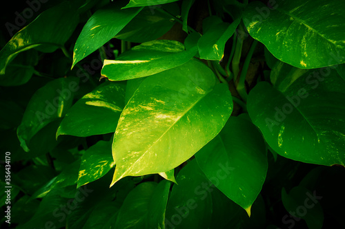 Beautiful leaf background. tropical dark green leaf, abstract green texture, nature background for wallpaper