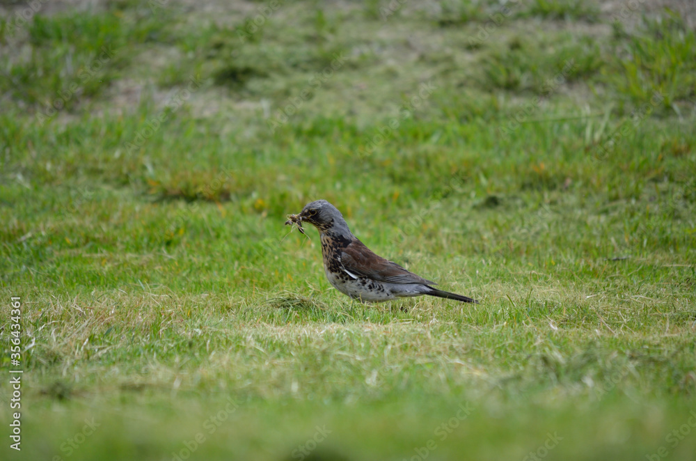 beautiful thrush bird wandering and jumping on green summer grass digging up worms and feeding beautiful thrush bird wandering and jumping on green summer grass digging up worms and feeding