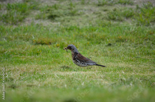 beautiful thrush bird wandering and jumping on green summer grass digging up worms and feeding