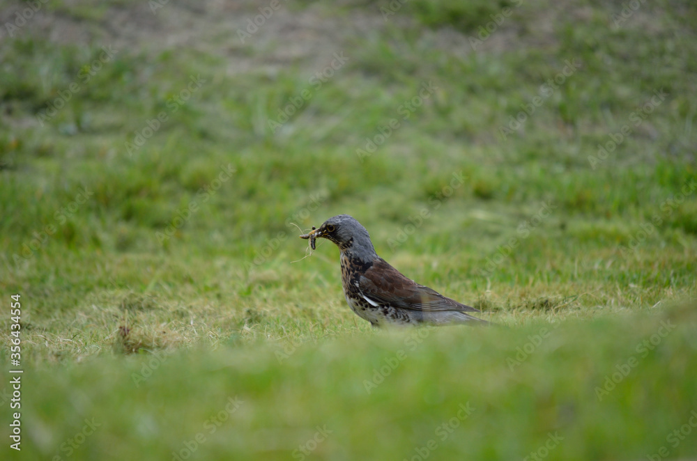beautiful thrush bird wandering and jumping on green summer grass digging up worms and feeding beautiful thrush bird wandering and jumping on green summer grass digging up worms and feeding