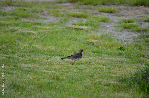 beautiful thrush bird wandering and jumping on green summer grass digging up worms and feeding © Arcticphotoworks