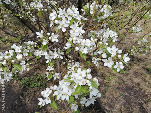 spring  flowers