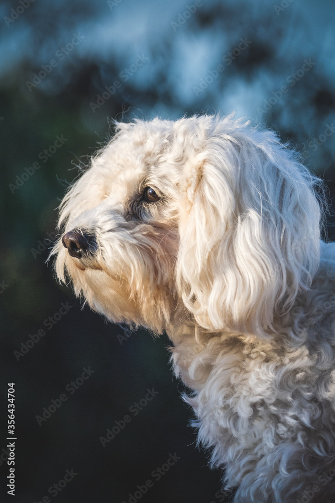 Maltipoo- Malteser- Pudelmischling, Hybridrasse, Kopfstudie, Portrait Maltipoo- Malteser- Pudelmischling, Hybridrasse, Kopfstudie, Portrait