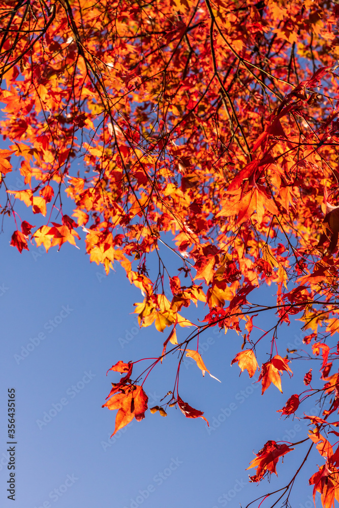 Beautiful autumn colours as forest leaves begin to turn red, orange and yellow. Vibrant natural seasons changing in national parks.