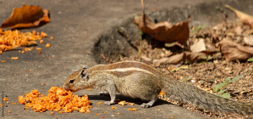An Indian Squirrel feeding on sweetened rice offered by pilgrims at a Hindu temple in Mysuru cityscape of Karnataka / India. An Indian Squirrel feeding on sweetened rice offered by pilgrims at a Hindu temple in Mysuru cityscape of Karnataka / India.