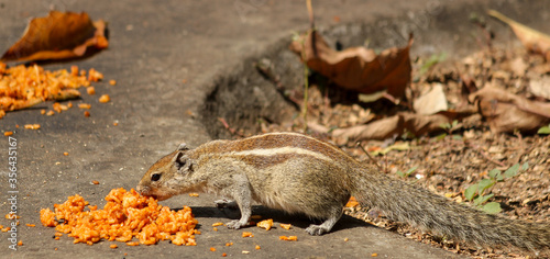 An Indian Squirrel feeding on sweetened rice offered by pilgrims at a Hindu temple in Mysuru cityscape of Karnataka / India.