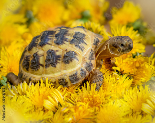 Adorable Pet Russian Male Tortoise Stood in a Bed of Dandelions photo