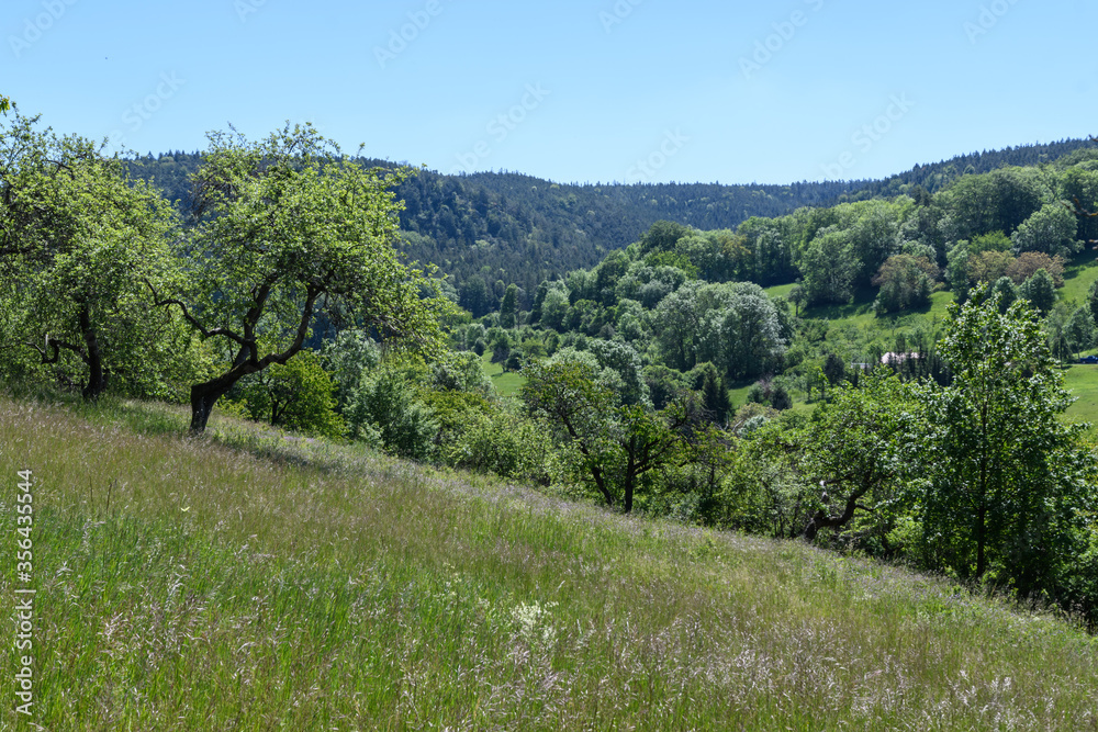 Hügel mit Obstbäumen in Thüringen vor Fichtenwald und blauem Himmel