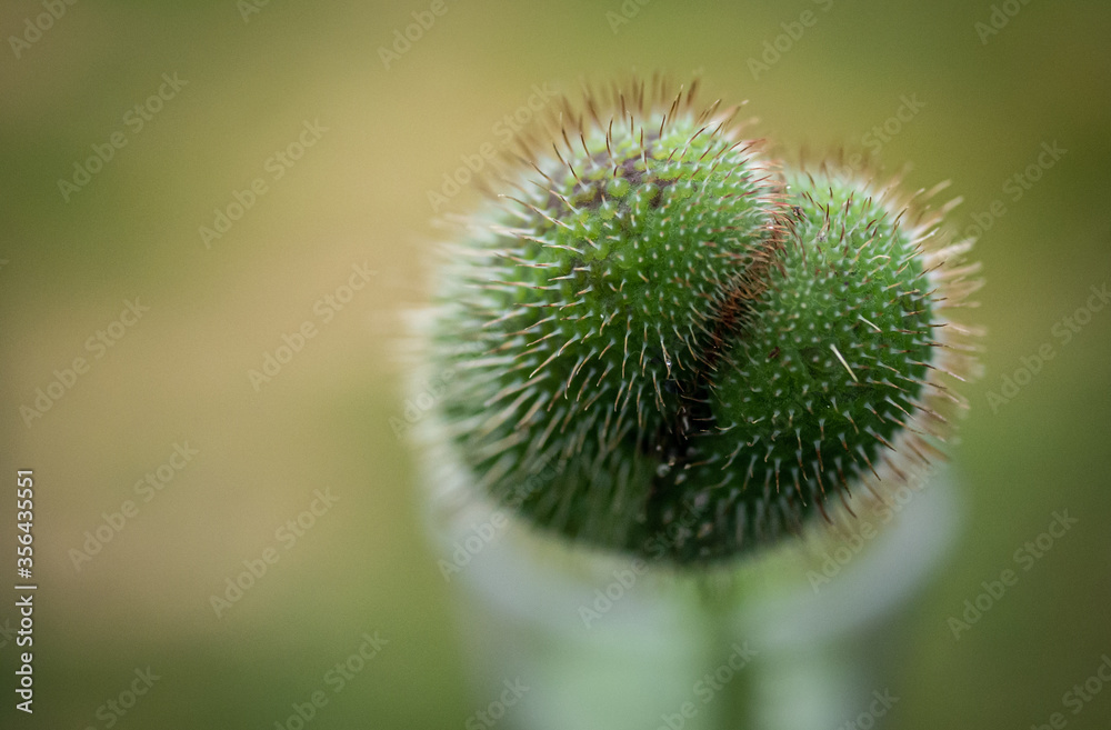 big macro shot of a closed poppy big macro shot of a closed poppy