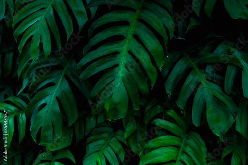 The dark green leaves in nature are tropical leaves.