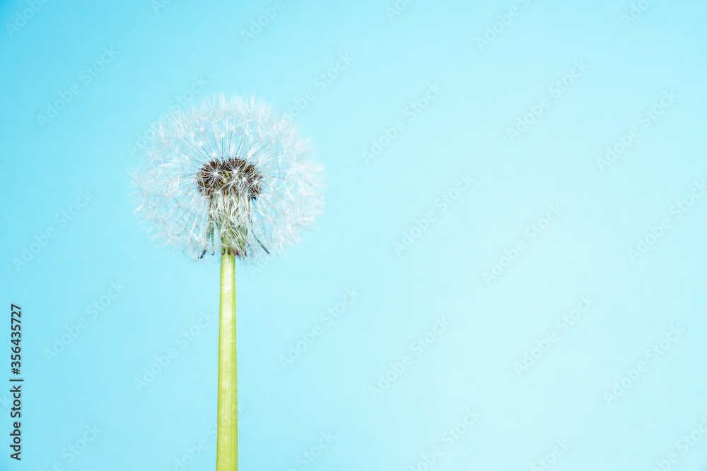 close up of white dandelion on blue background with copy space for text. Minimalism style