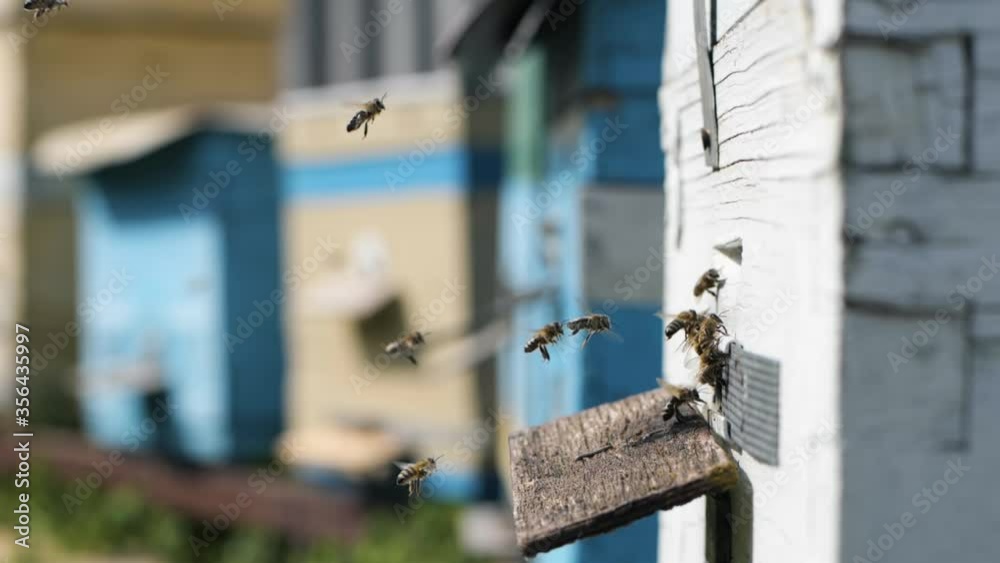 beekeeping, a swarm of hard-working bees brings pollen collected from flowers to their hive for processing nectar into honey on a warm sunny day against an apiary