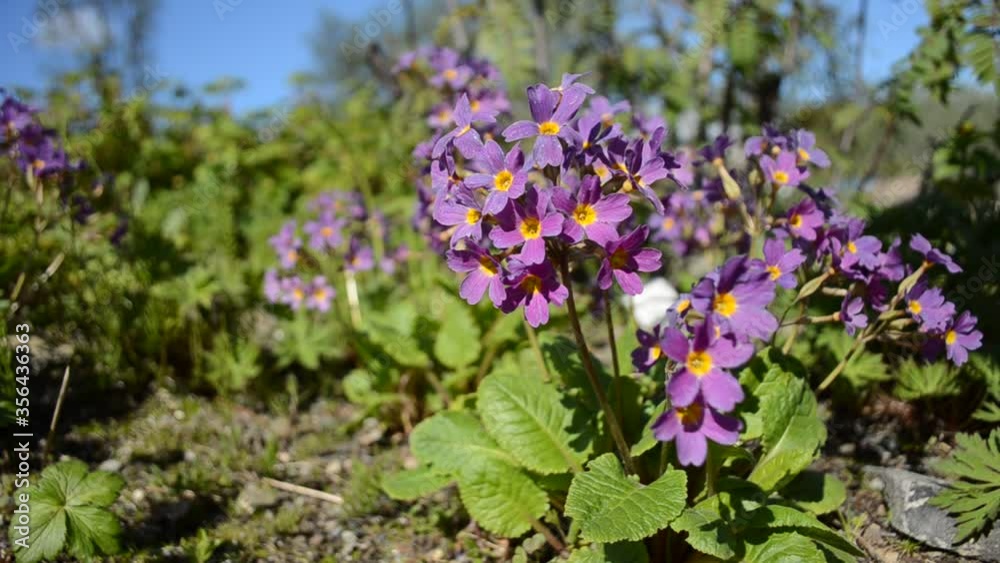 beautiful violet, yellow and purple primula x, pubescens flowers blooming in summer sunshine beautiful violet, yellow and purple primula x, pubescens flowers blooming in summer sunshine