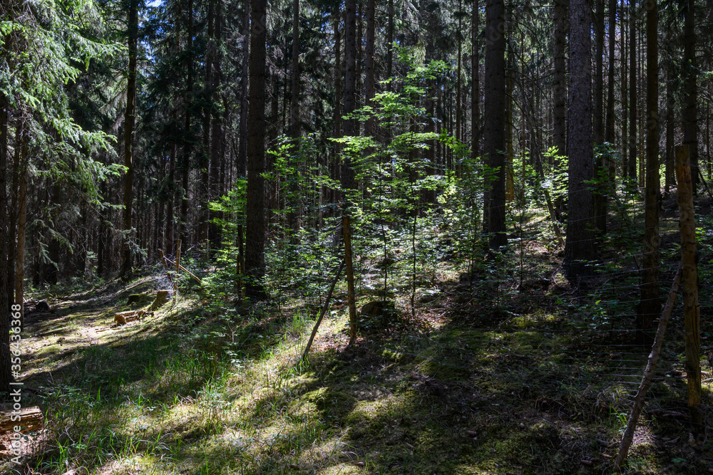 Obraz premium Fichtenwald mit Schonung und Waldweg Sonnenbeschienen