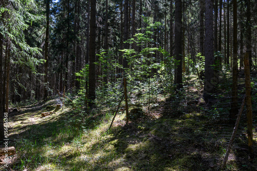 Fichtenwald mit Schonung und Waldweg Sonnenbeschienen
