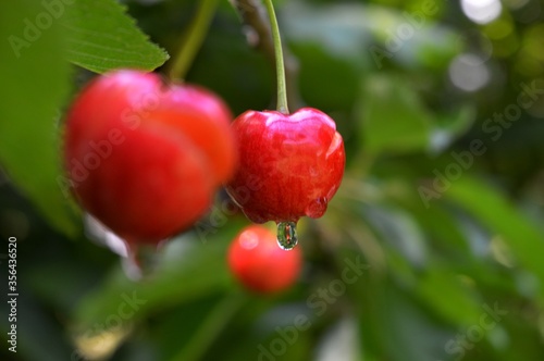 raindrops on a ripe red cherry