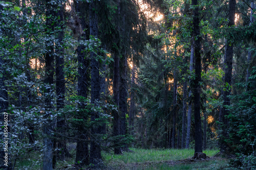 Sonnenaufgang im Wald, Gegenlicht 
