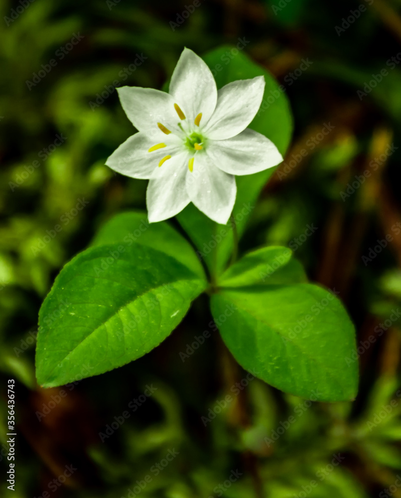 White flower in the garden