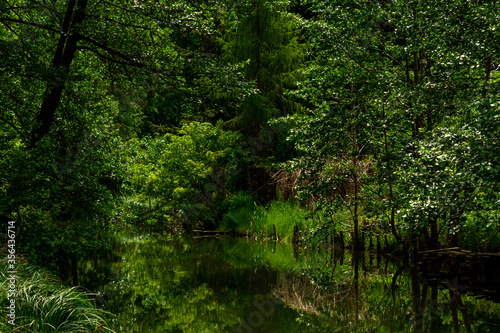 Trees and river in the forest