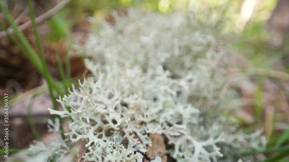 Lots of white lichens on the tree trunk Lots of white lichens on the tree trunk