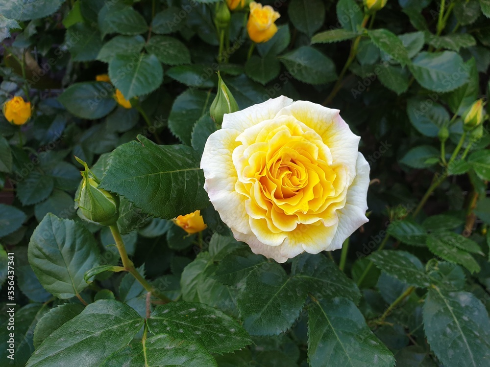 yellow rose in garden yellow rose in garden