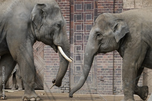 Begegnung -  Elefantenbulle und Elefantenkuh im Leipziger Zoo photo