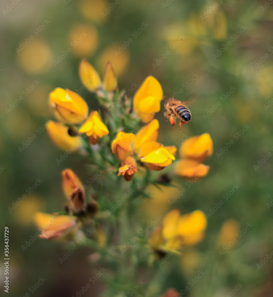 Cute Wildlife Bugs Collecting Pollen From Flowers. Ladybirds, Bees, Honey Bees in Spring Time. Cute Wildlife Bugs Collecting Pollen From Flowers. Ladybirds, Bees, Honey Bees in Spring Time.