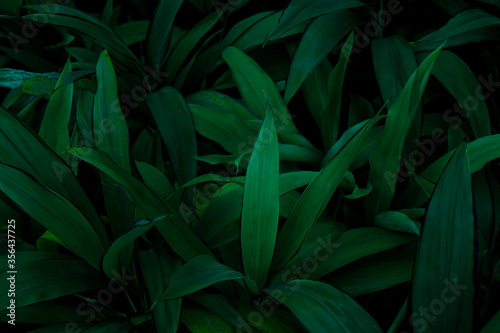 The dark green leaves in nature are tropical leaves.