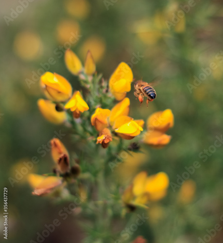 Cute Wildlife Bugs Collecting Pollen From Flowers. Ladybirds  Bees  Honey Bees in Spring Time.