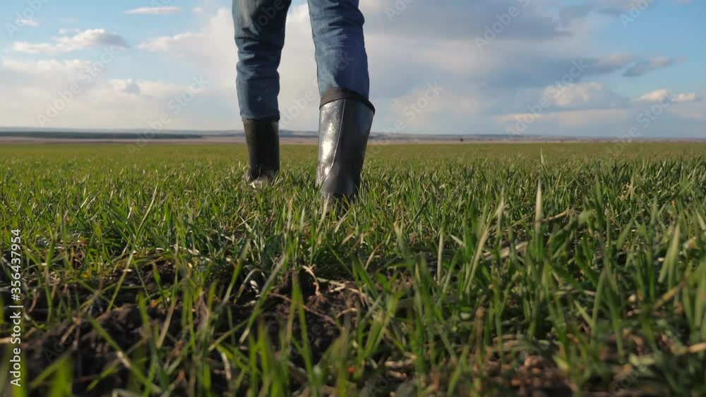 man farmer a red neck feet in rubber boots in cap is walking on a green field bottom view. spring harvest agriculture concept. male working feet walks on winter wheat green inspects the crop lifestyle man farmer a red neck feet in rubber boots in cap is walking on a green field bottom view. spring harvest agriculture concept. male working feet walks on winter wheat green inspects the crop lifestyle