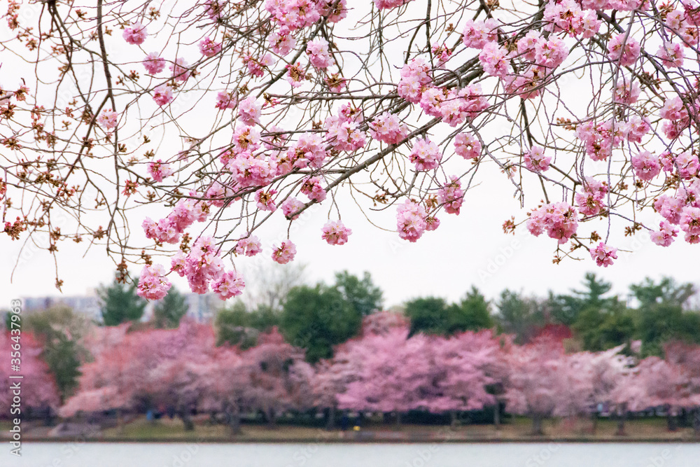 Fototapeta premium Cherry blossoms.