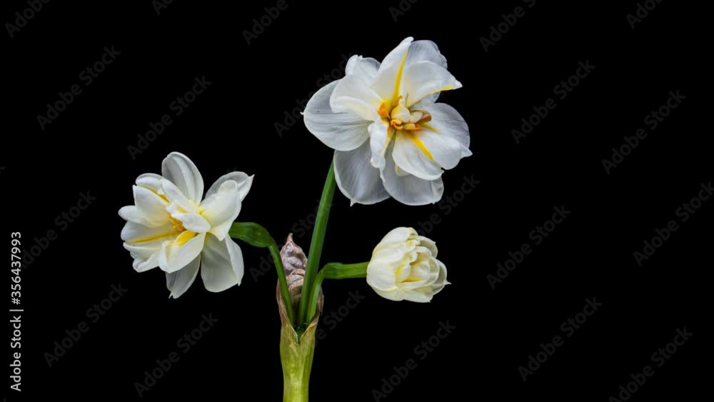Narcissus. Blooming of beautiful white and yellow flowers on black background, Daffodil. Timelapse. 4K Narcissus. Blooming of beautiful white and yellow flowers on black background, Daffodil. Timelapse. 4K