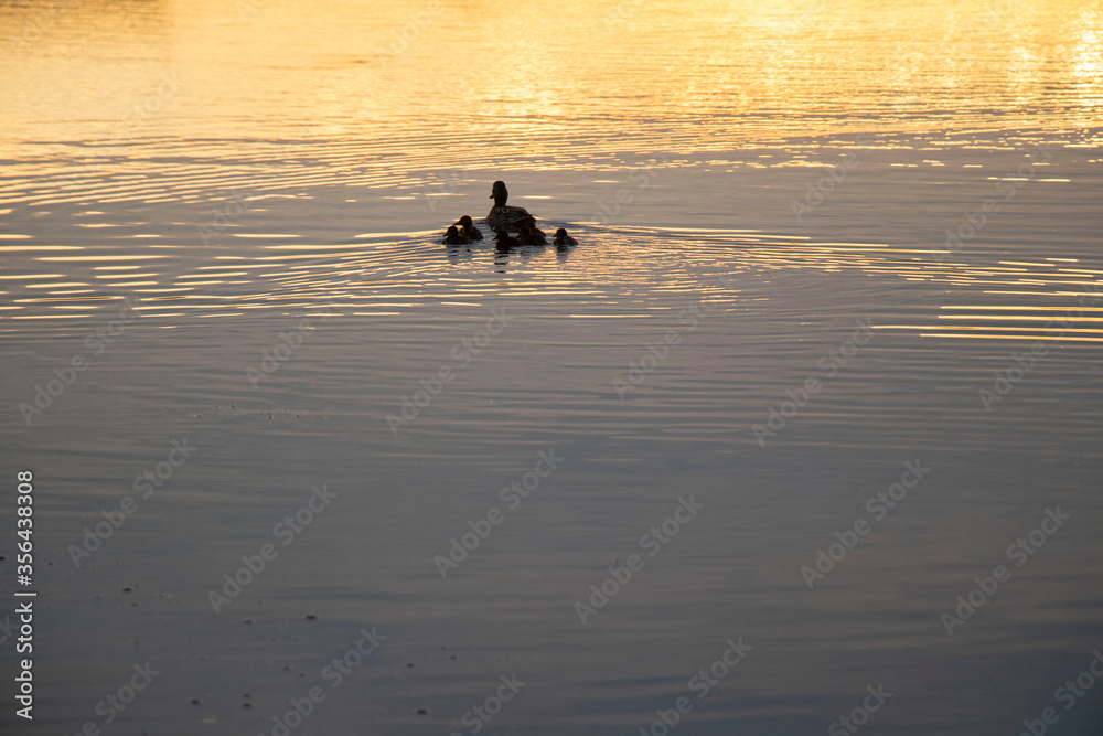 Silhouette im Wasser, Entensilhouette im Sonnenuntergang Silhouette im Wasser, Entensilhouette im Sonnenuntergang