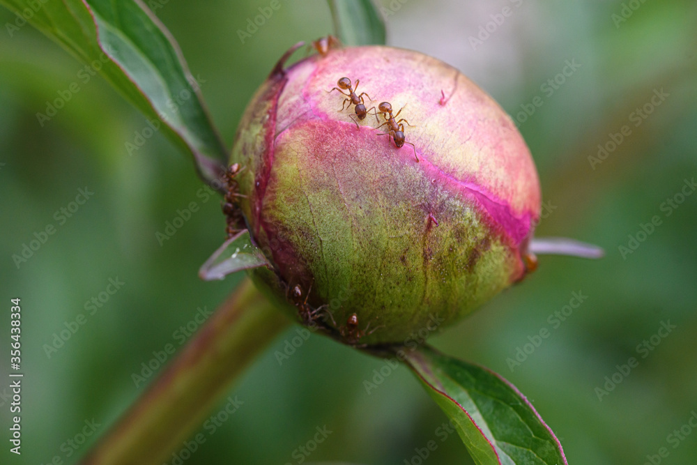 Knopsen der Pfingstrose mit Ameisen Knopsen der Pfingstrose mit Ameisen