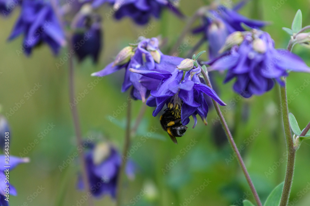 Erdhummel, bei der Pollenernte an Blüten der Akelei, hängend Erdhummel, bei der Pollenernte an Blüten der Akelei, hängend